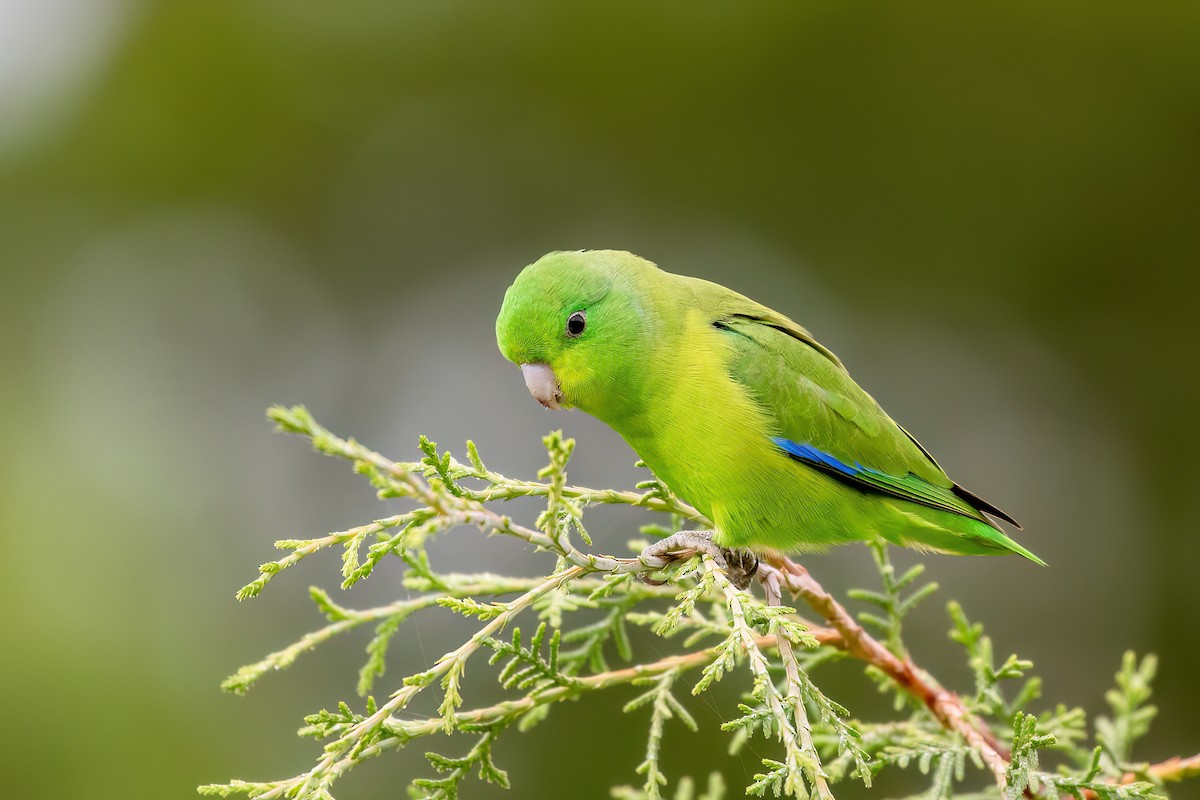 Cobalt-rumped Parrotlet - Marcos Eugênio Birding Guide