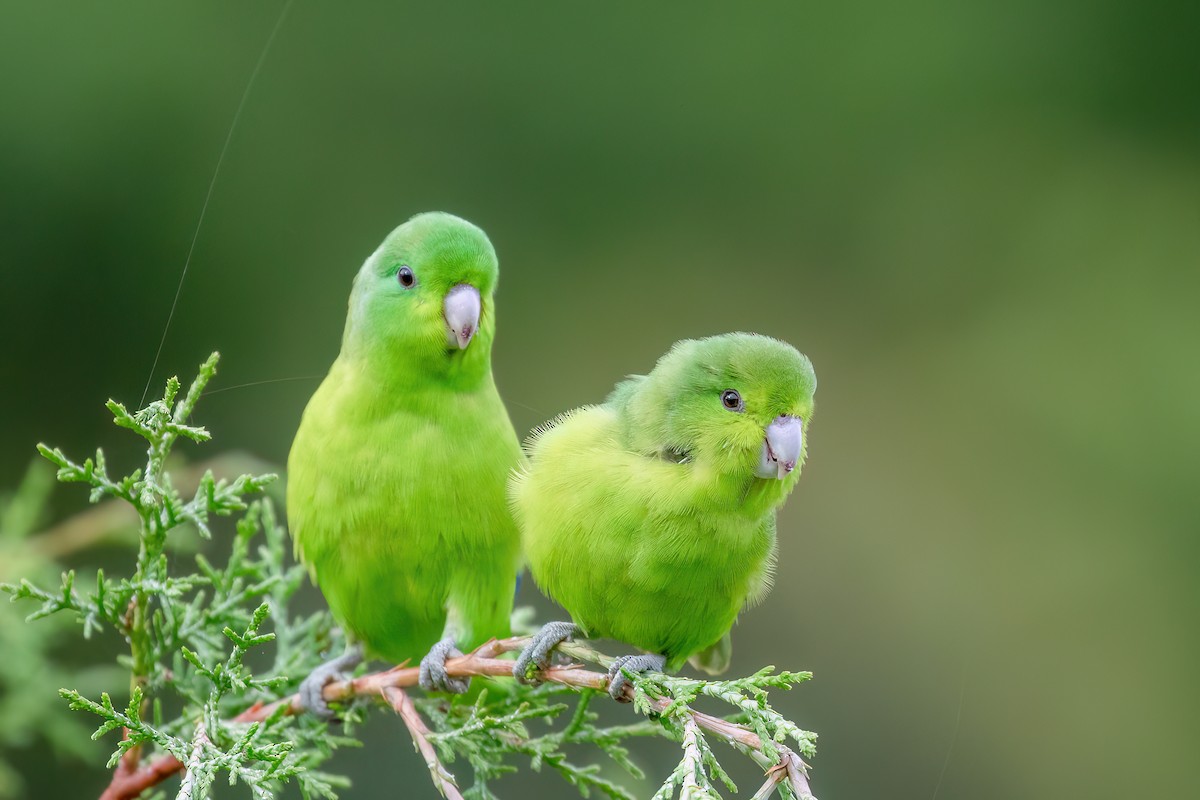 Cobalt-rumped Parrotlet - ML613123089