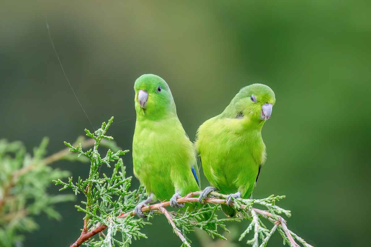 Cobalt-rumped Parrotlet - ML613123090