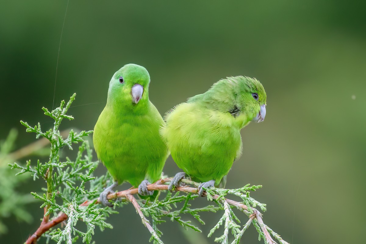 Cobalt-rumped Parrotlet - ML613123091