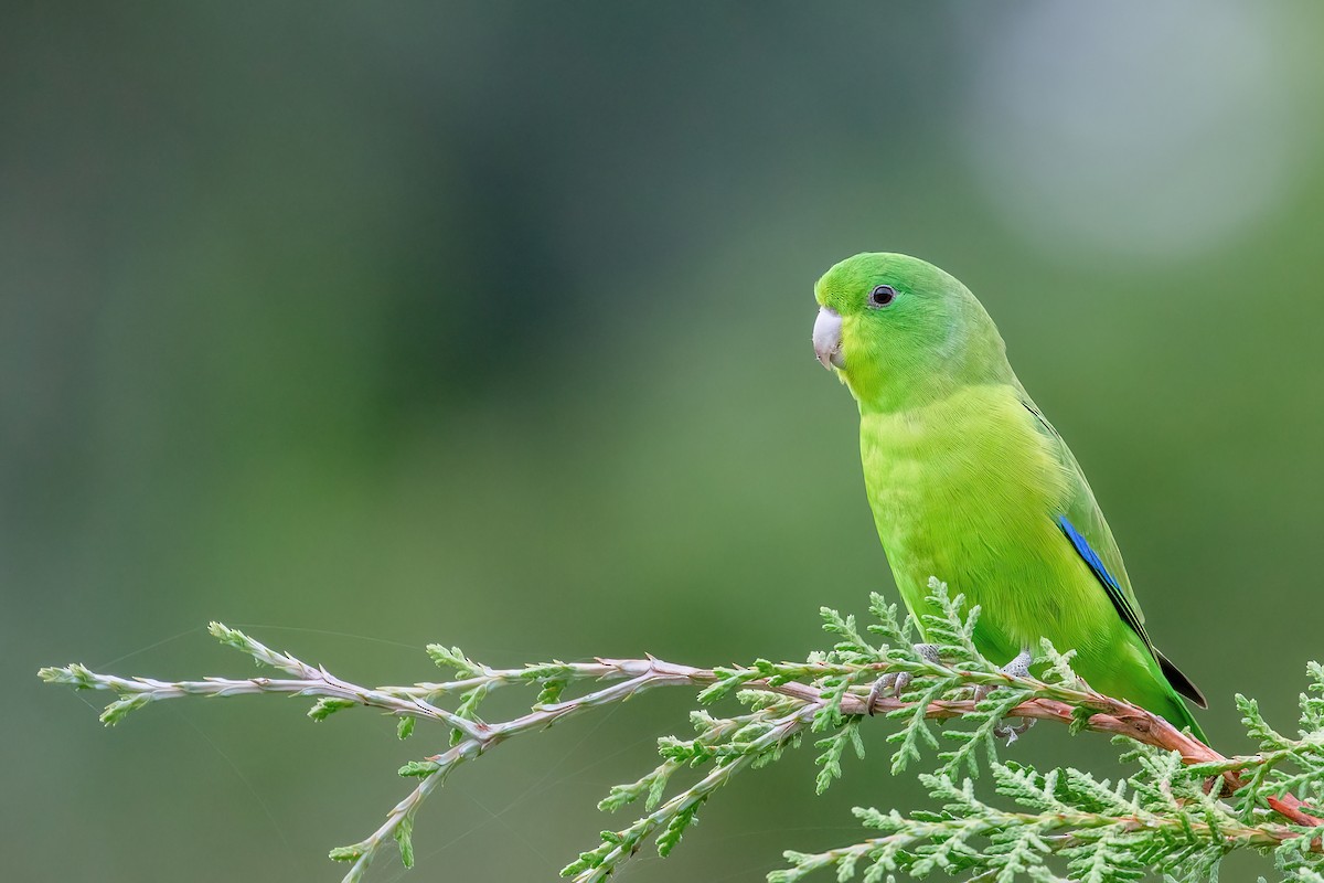 Cobalt-rumped Parrotlet - ML613123092