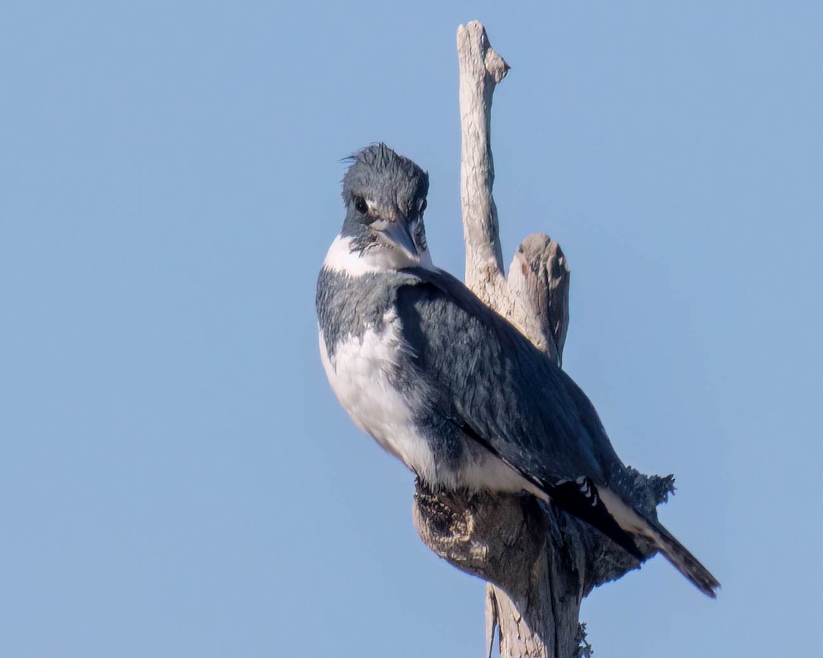 Belted Kingfisher - ML613123093