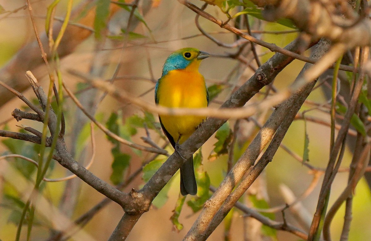 Orange-breasted Bunting - ML613123106