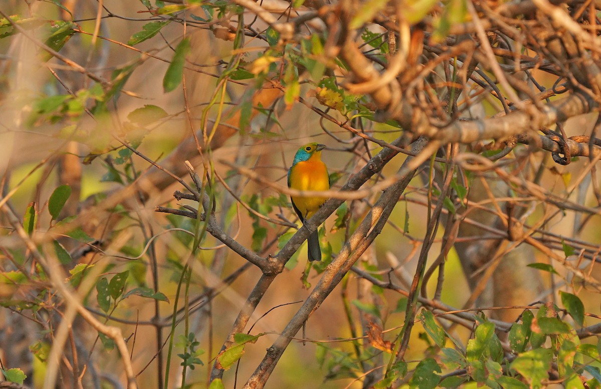 Orange-breasted Bunting - ML613123107