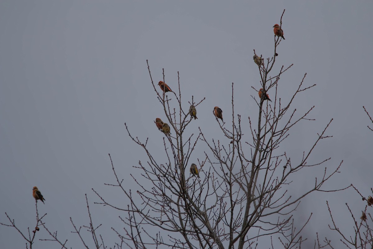 Red Crossbill - luke thies