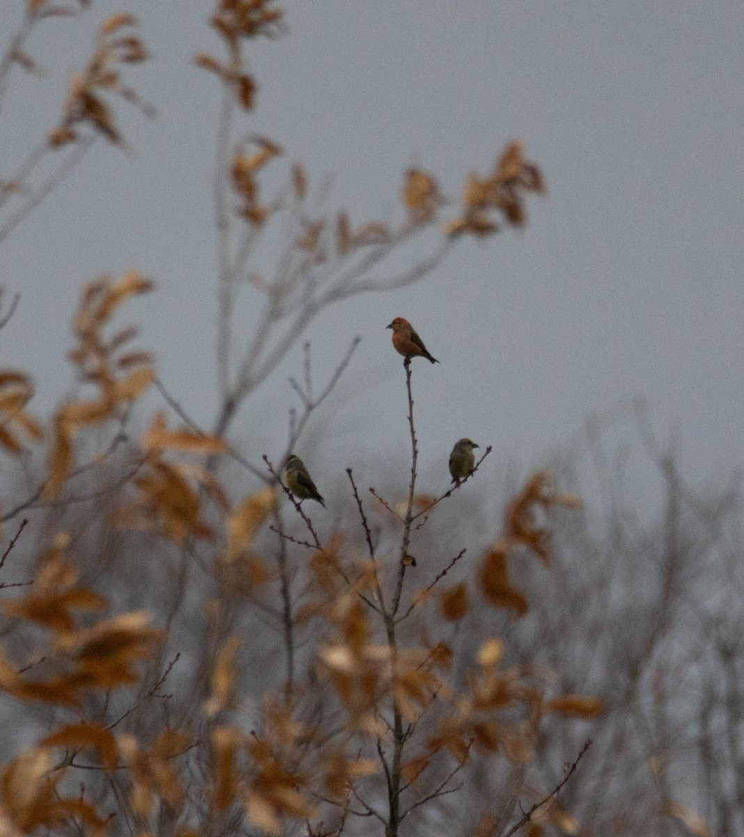 Red Crossbill - ML613123124
