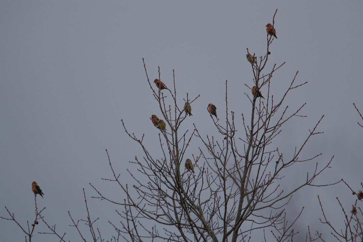 Bec-croisé des sapins - ML613123128