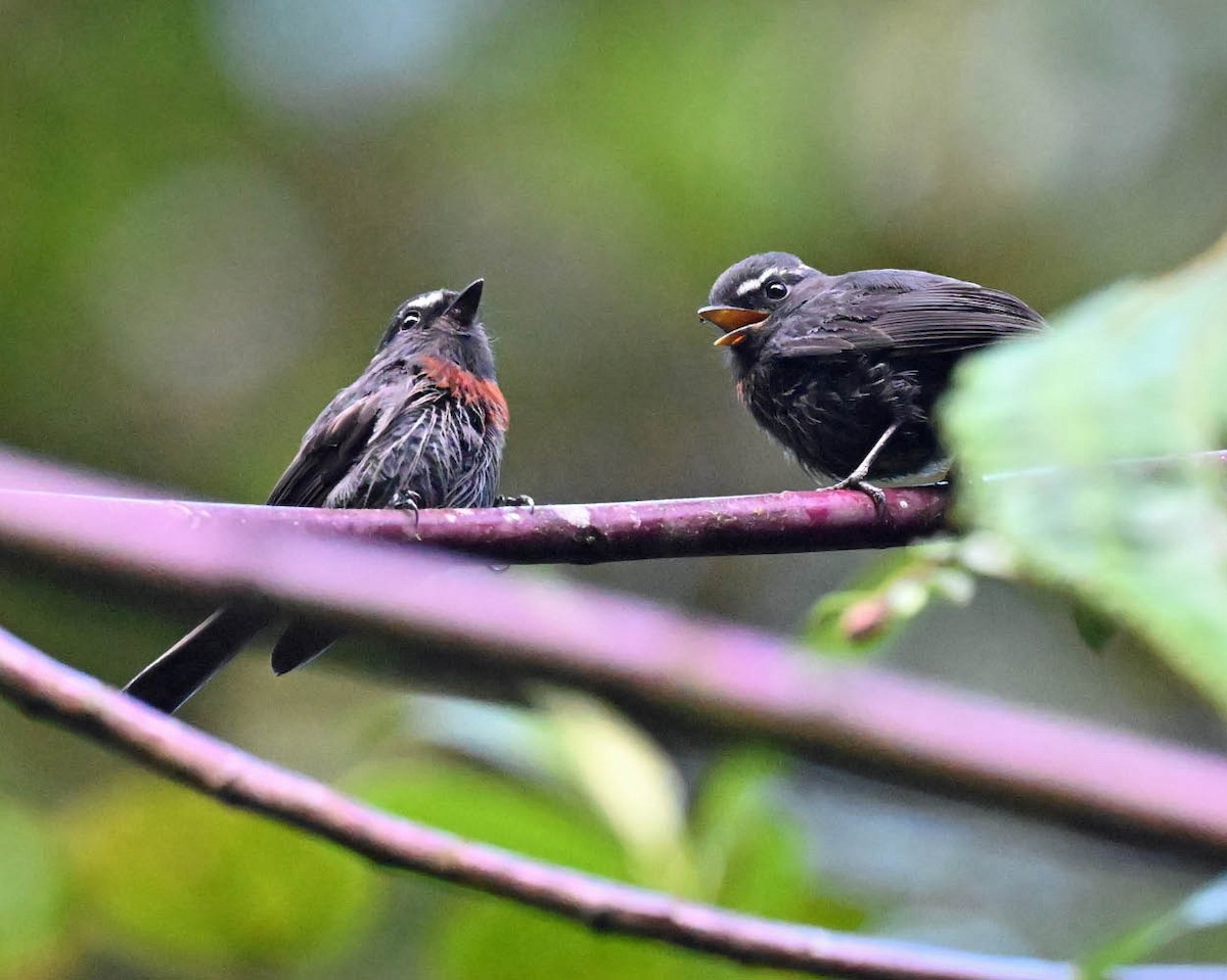 Maroon-belted Chat-Tyrant - ML613123183