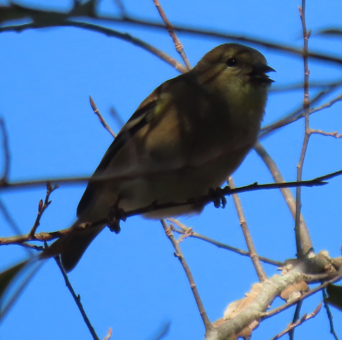 Chardonneret jaune - ML613123291