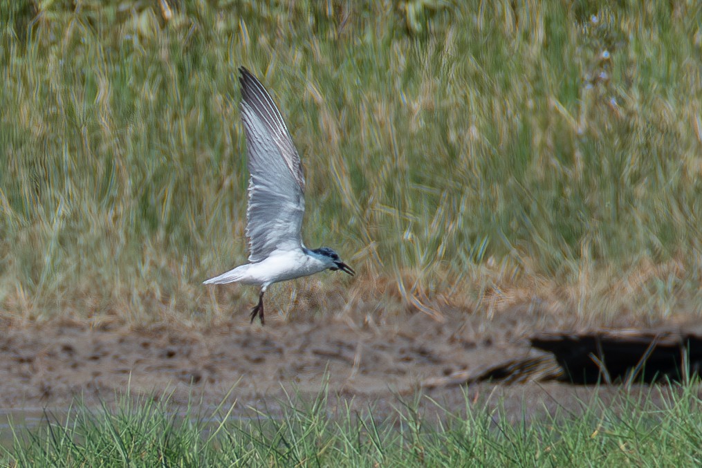 Whiskered Tern - ML613123309