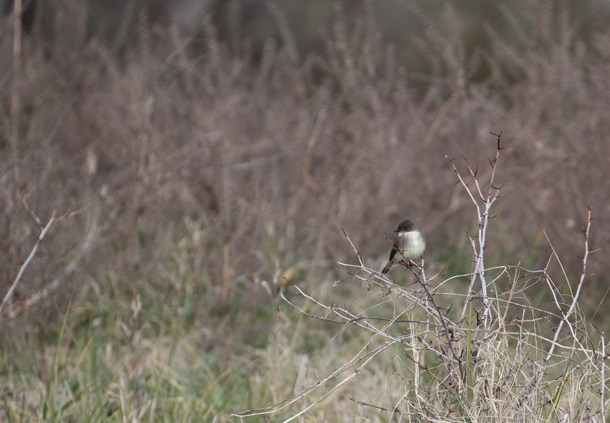 Eastern Phoebe - ML613123337