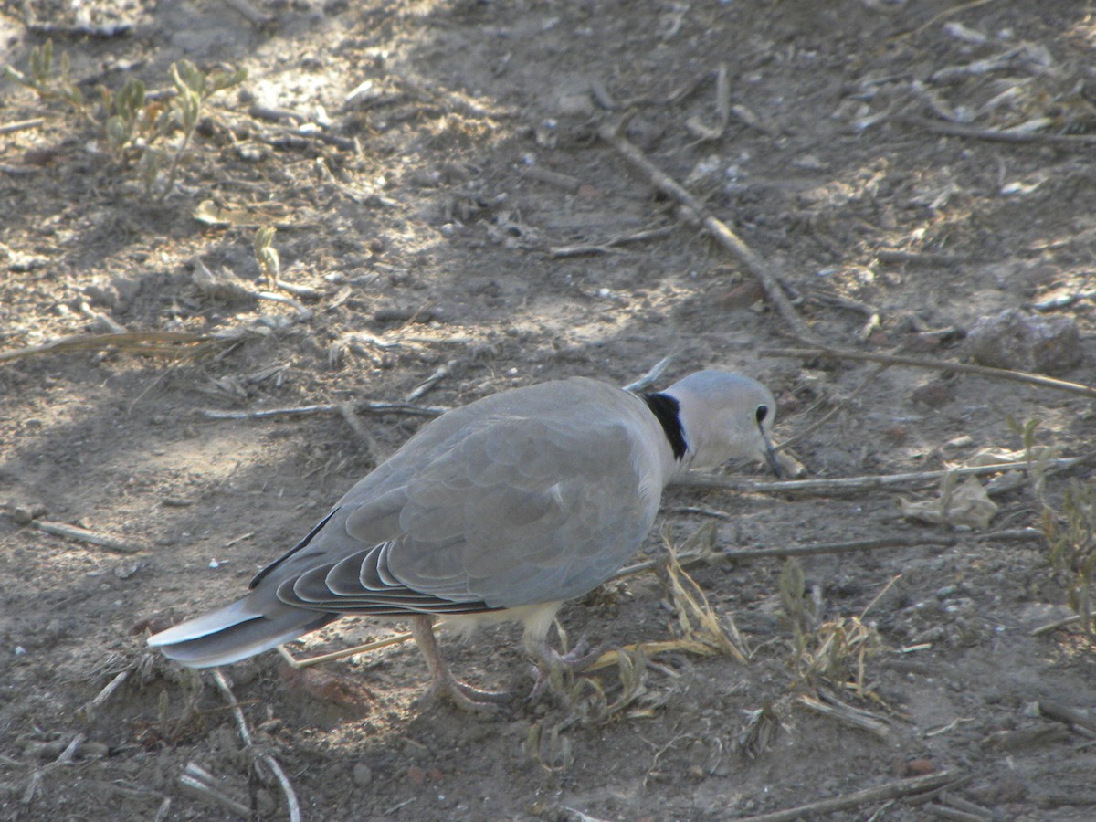 Ring-necked Dove - Jorge López Álvarez