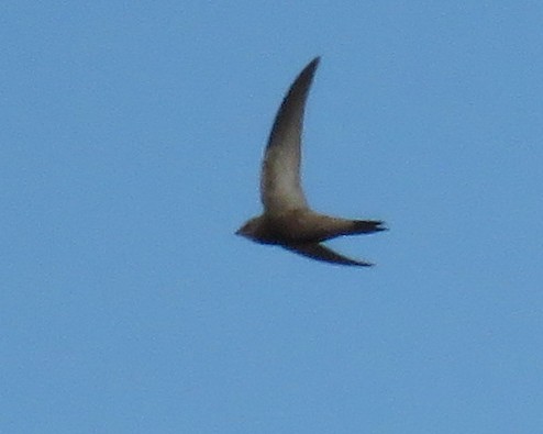 Pallid Swift - ML613123466