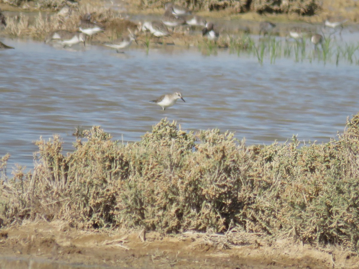 Little Stint - ML613123532