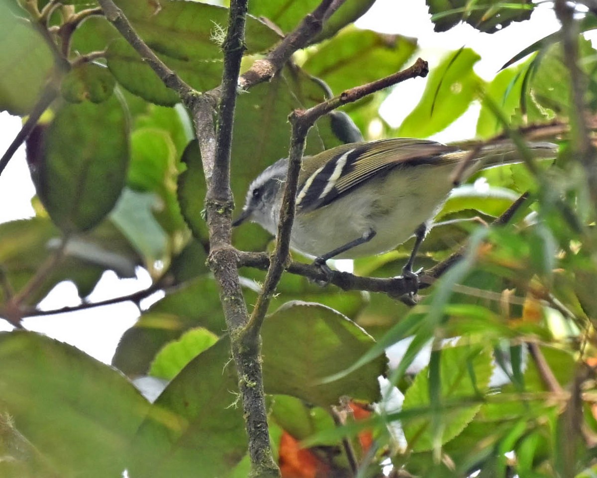 White-banded Tyrannulet - ML613123591