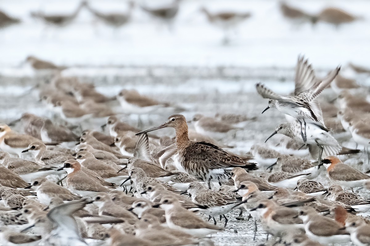 Black-tailed Godwit - ML613123671