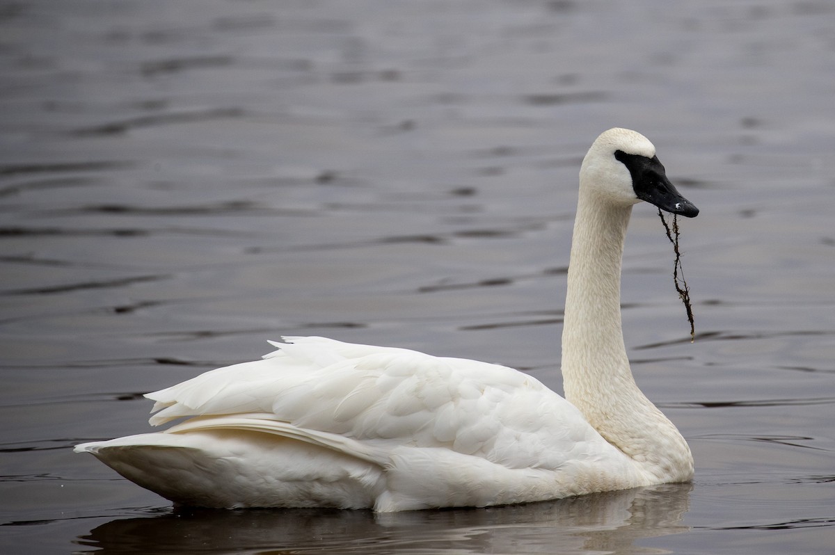 Trumpeter Swan - ML613123699