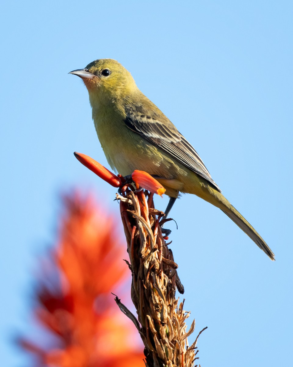 Orchard Oriole - ML613123759