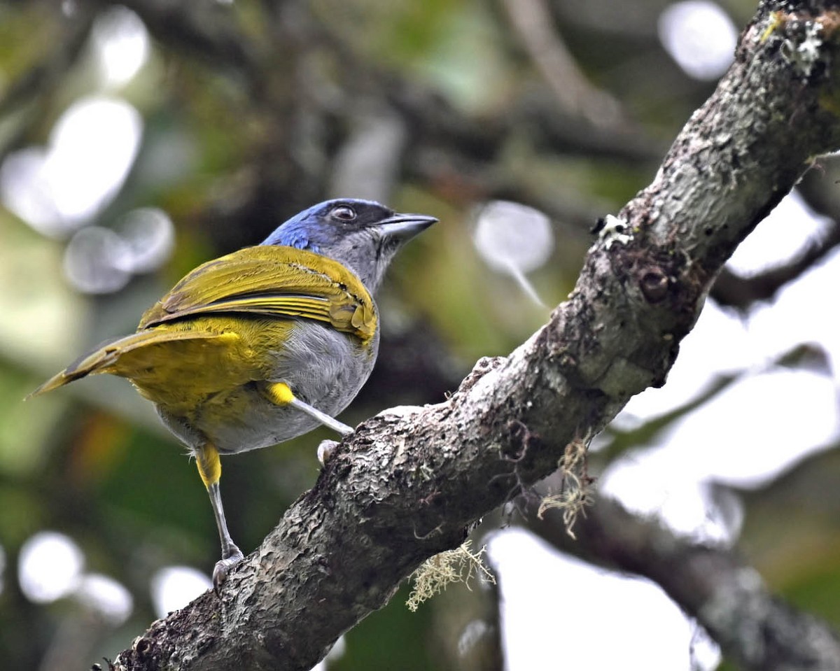 Blue-capped Tanager - ML613123800