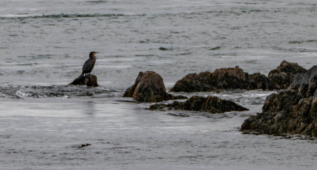 Great Cormorant - ML613123801