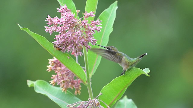 Colibri à gorge rubis - ML613123814