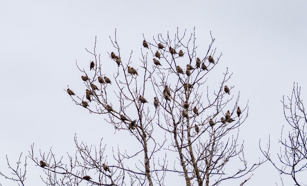 Bohemian Waxwing - ML613123825