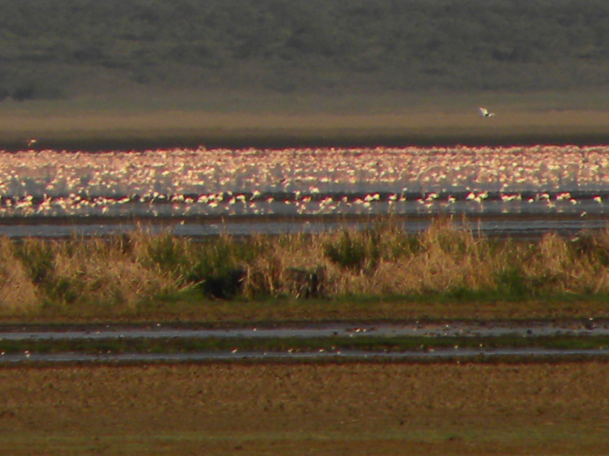 ub. flamingo (Phoenicopteridae sp.) - ML613123838