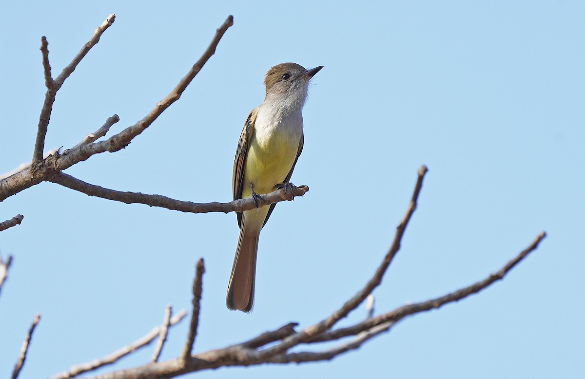 Nutting's Flycatcher - ML613123866