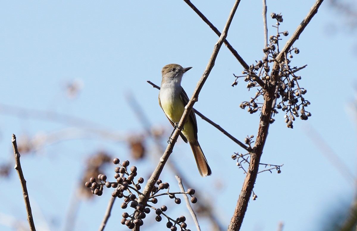 Nutting's Flycatcher - ML613123871