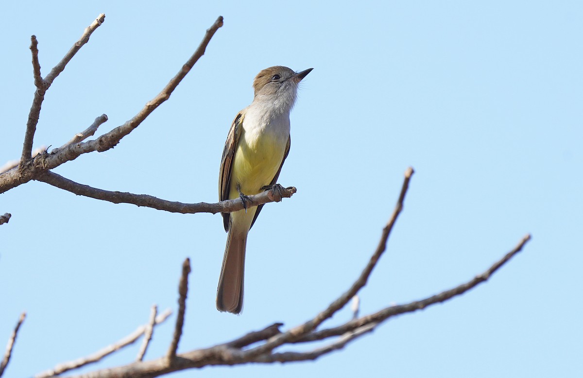 Nutting's Flycatcher - ML613123872