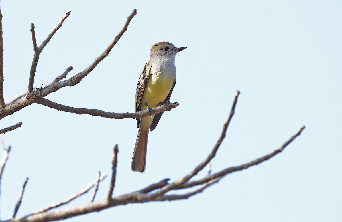 Nutting's Flycatcher - ML613123873