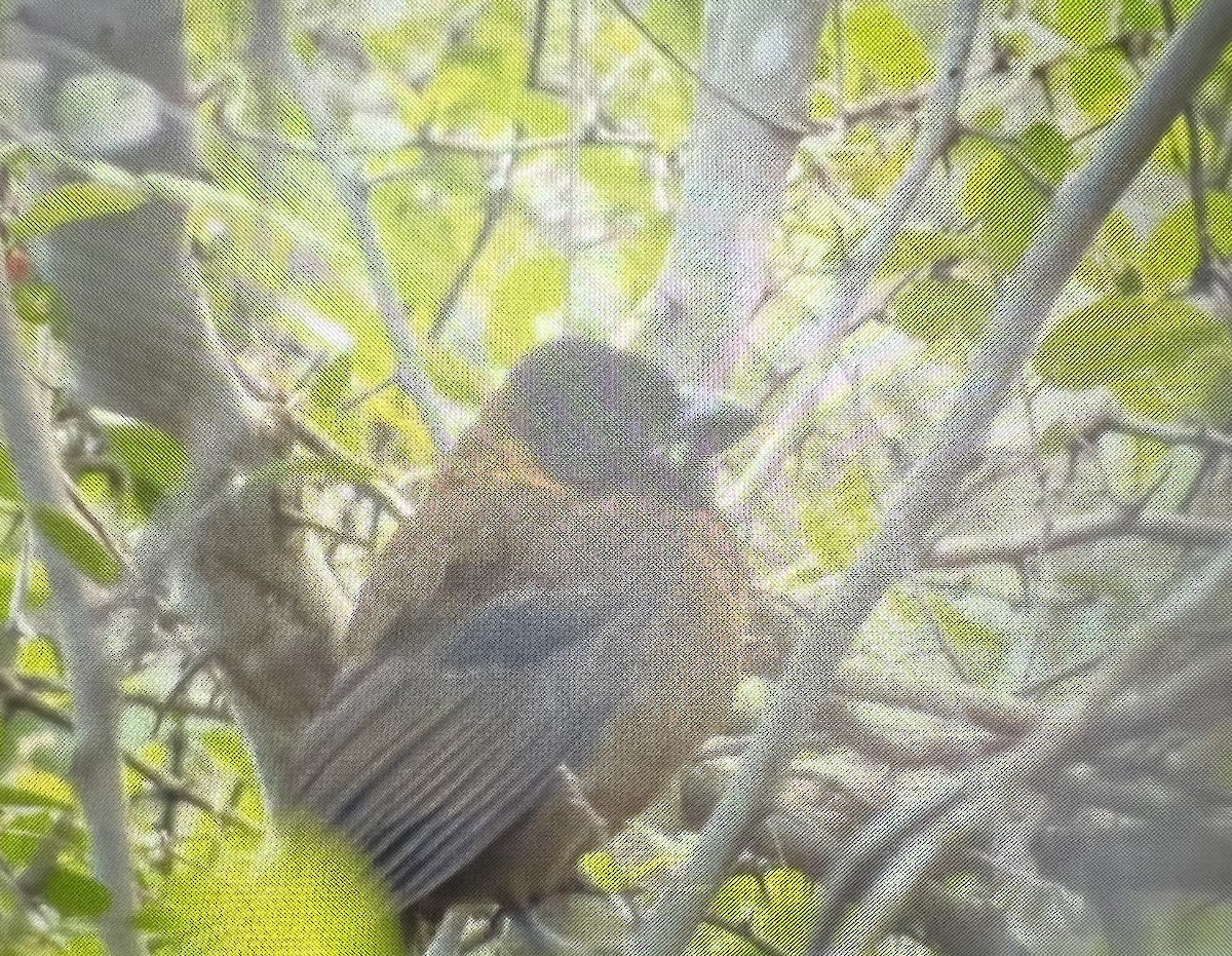 Crimson-collared Grosbeak - Trey McCuen