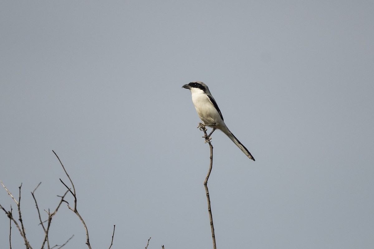 Great Gray Shrike (Indian) - Wachara  Sanguansombat