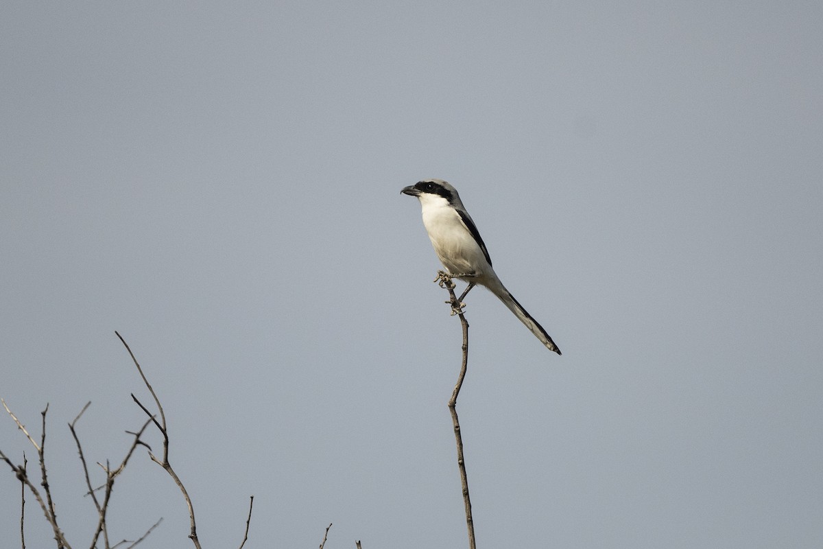 Great Gray Shrike (Indian) - ML613123932