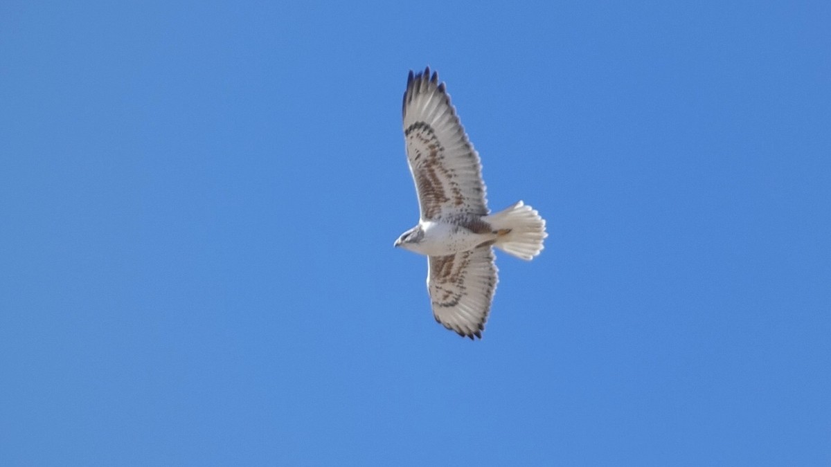 Ferruginous Hawk - ML613123943