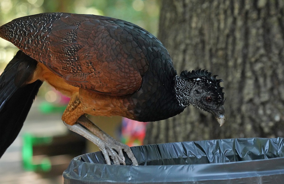 Great Curassow - Pitta Tours