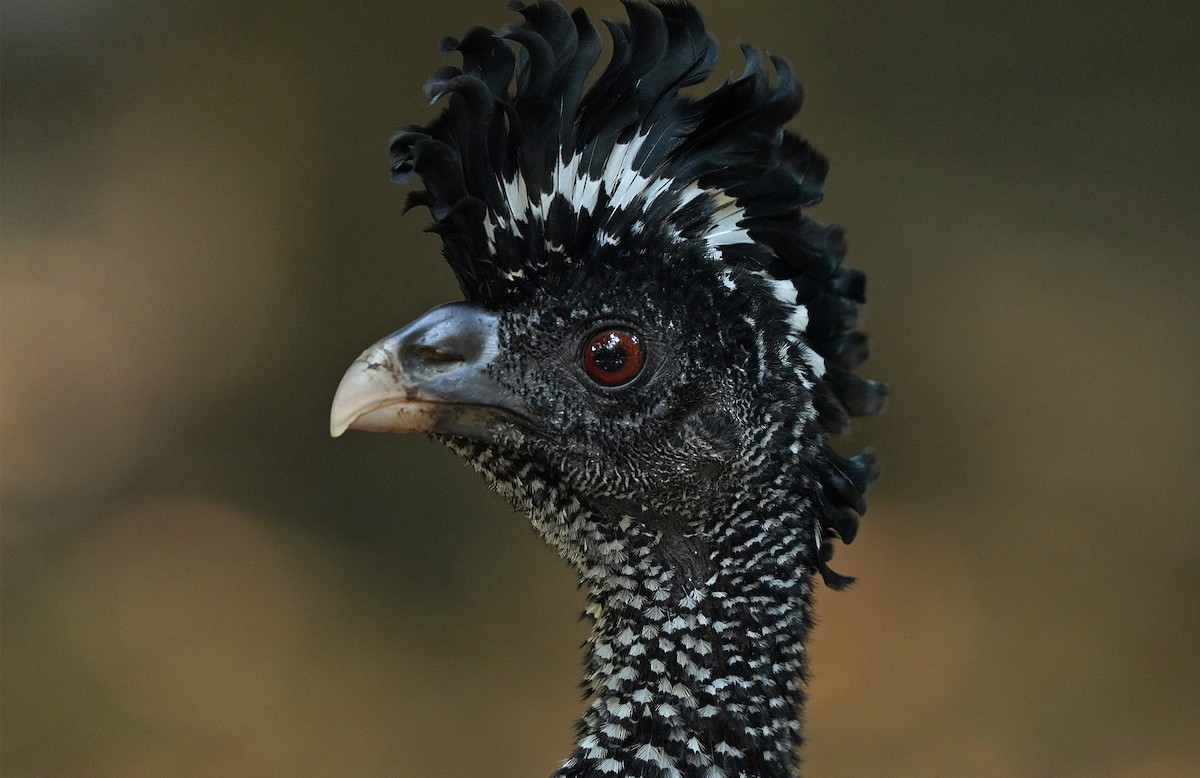 Great Curassow - ML613123991