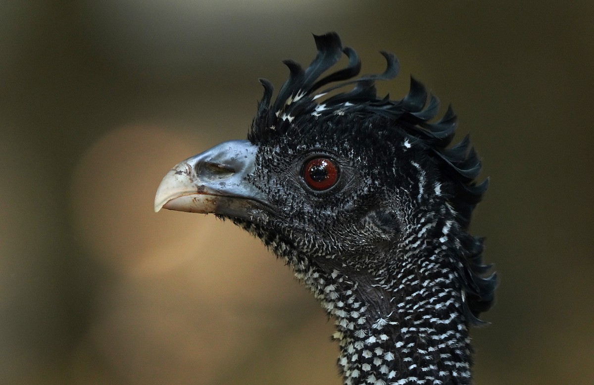 Great Curassow - Tim Avery