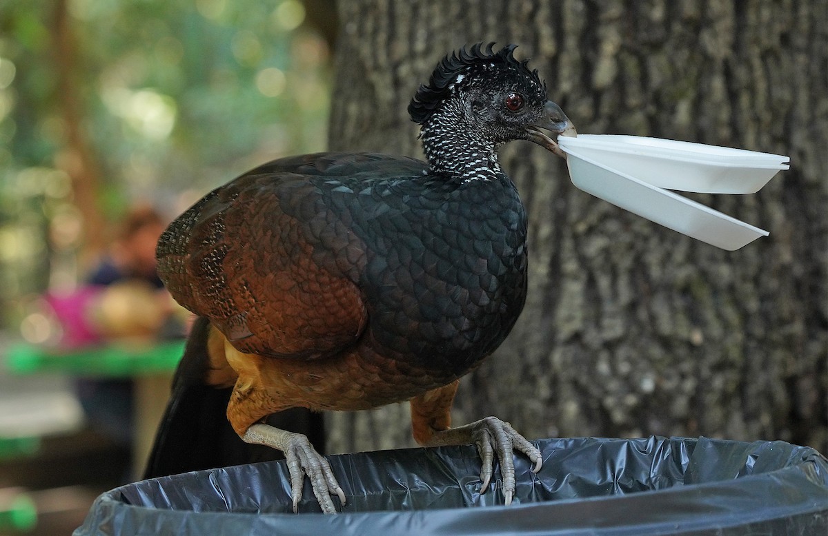 Great Curassow - ML613123993