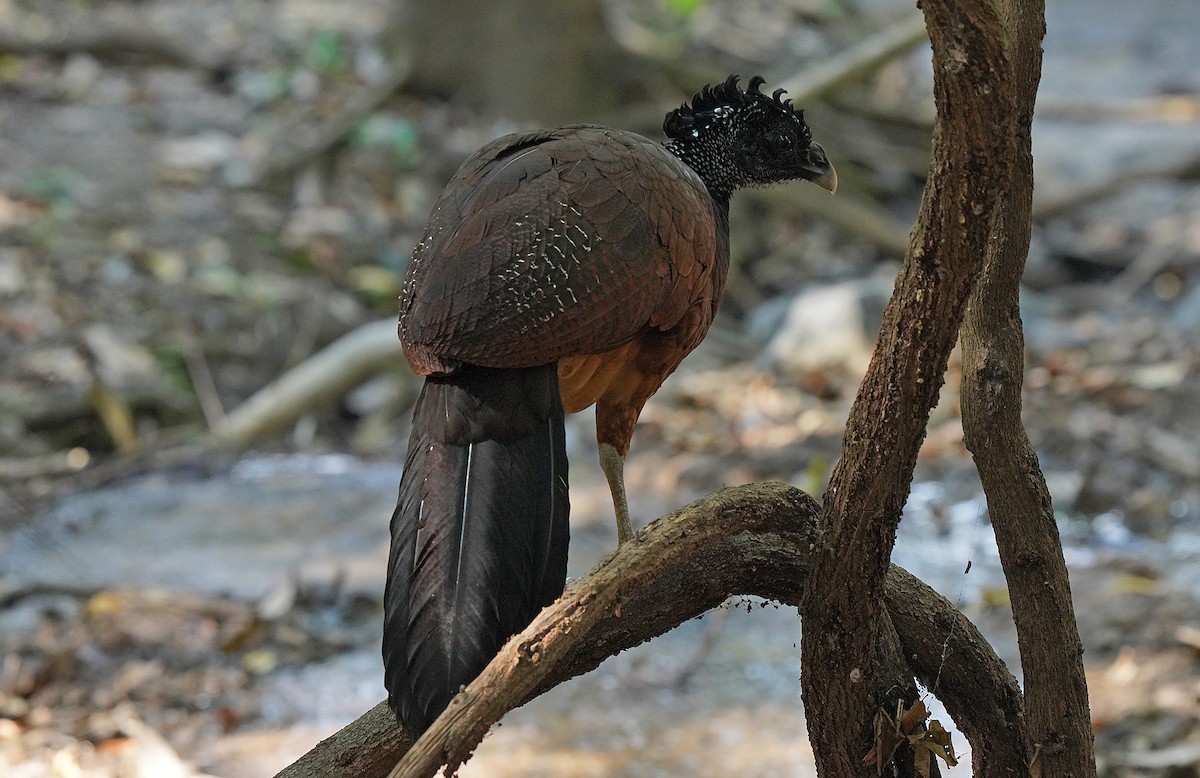 Great Curassow - ML613124003