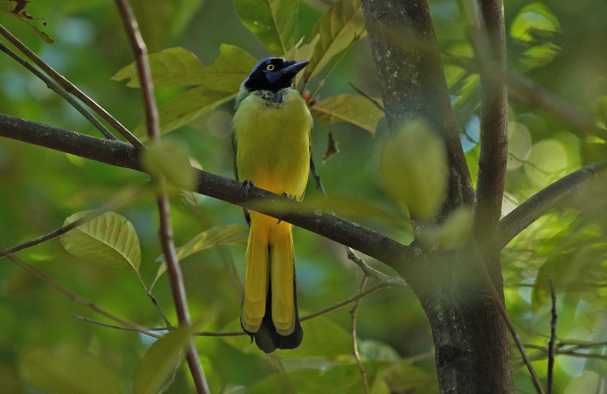 Green Jay - ML613124008