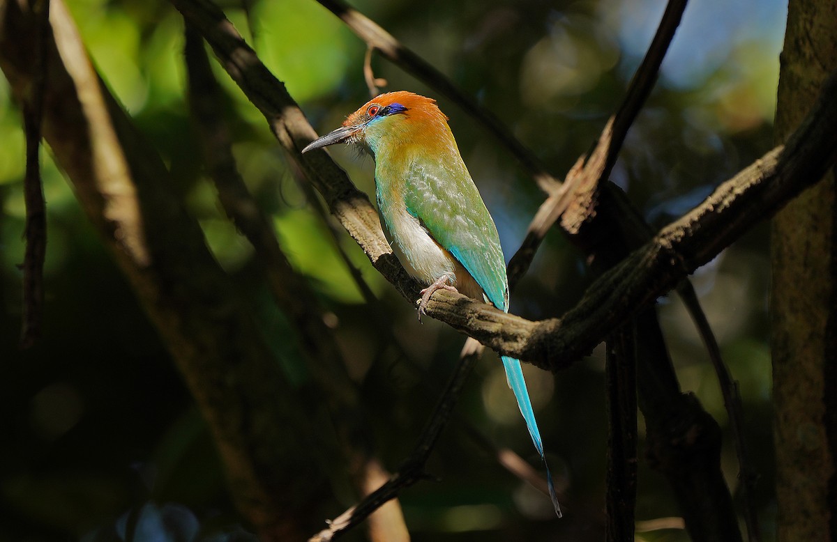 Motmot à tête rousse - ML613124034