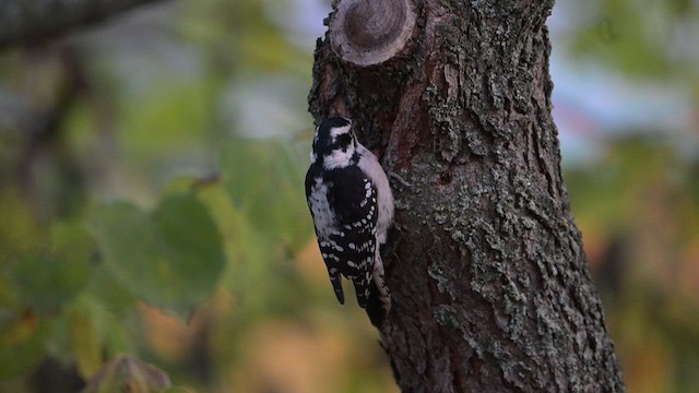 Downy Woodpecker - ML613124060