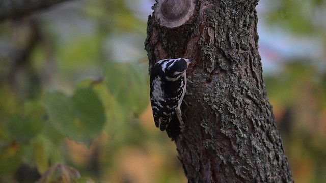 Downy Woodpecker - ML613124066