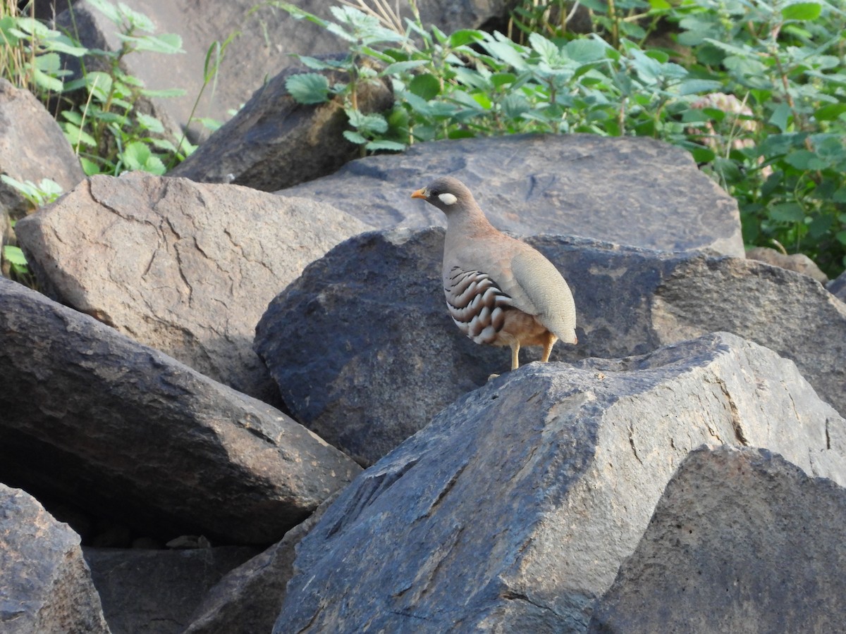 Sand Partridge - Daria Vashunina