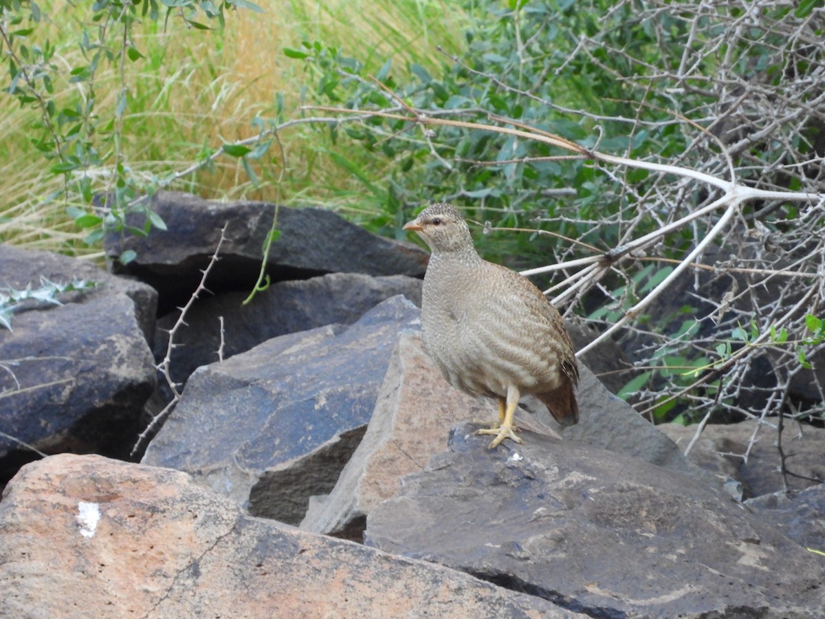 Arabienwüstenhuhn - ML613124084