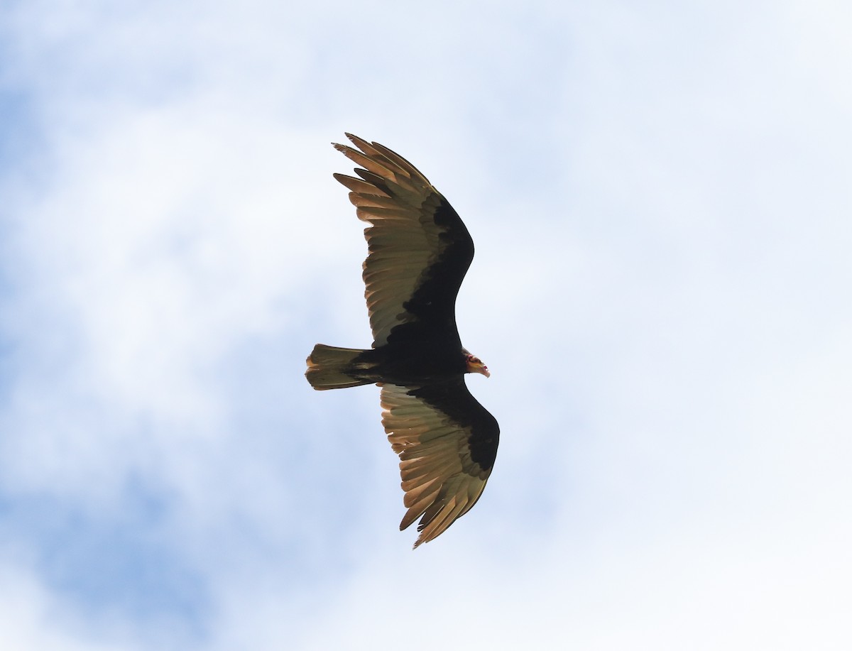Lesser Yellow-headed Vulture - ML613124185