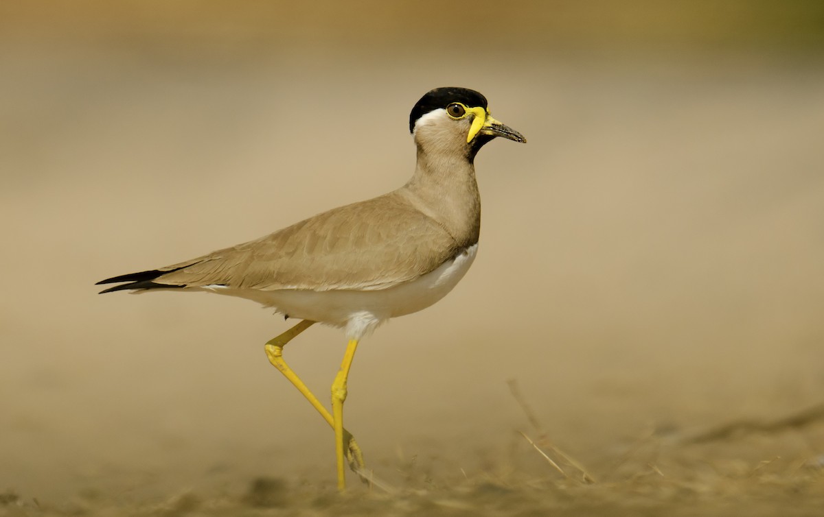 Yellow-wattled Lapwing - Sudhir Paul