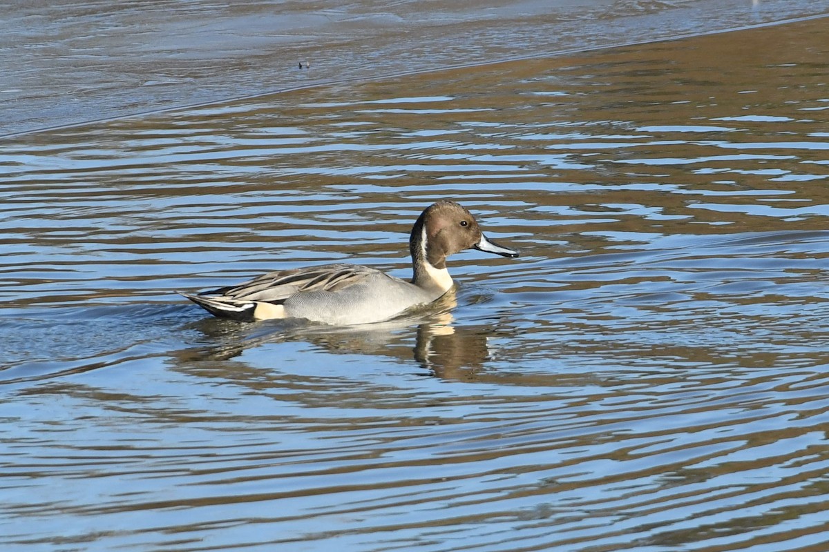 Northern Pintail - Barry Blust