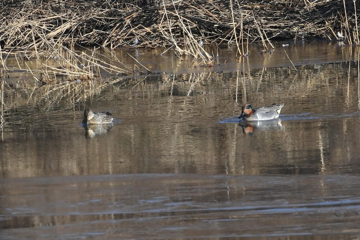 小水鴨(carolinensis) - ML613124235